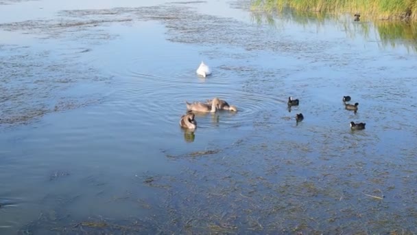 흰색 음소거 백조 부모와 많은 쿳 새 물에 회색 cygnets — 비디오