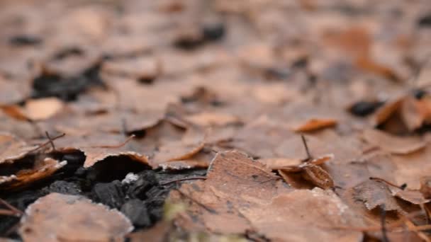 Taburete en un bosque en otoño — Vídeo de stock