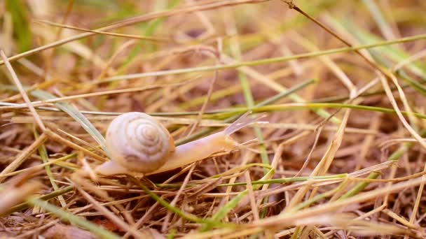 Escargot avec coquille rampant lentement sur l'herbe sèche ou la paille — Video