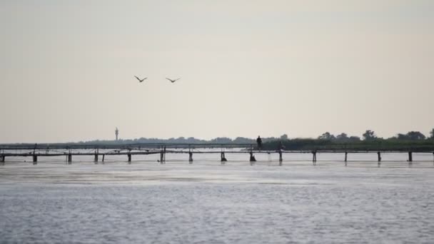 Paysage panoramique avec deux pélicans volant au-dessus de l'eau — Video