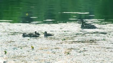 Bir sürü unfledged ducklings havuzda yüzme ile anne ördek
