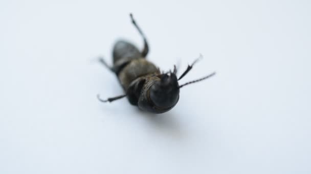 Helpless black beetle lies on its back moving its paws — Stock Video