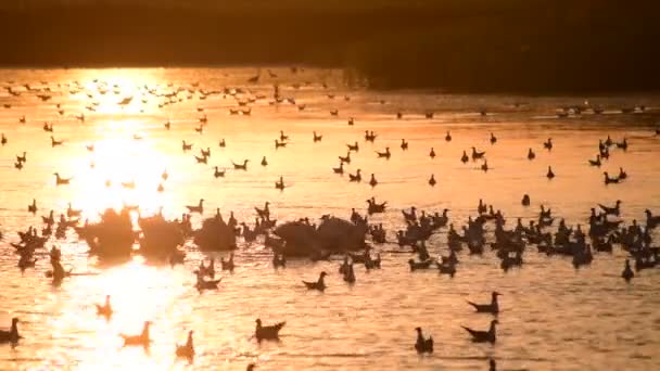 Heron silhouet uitstappen op het water onder de pelikanen en meeuwen — Stockvideo