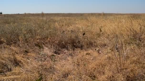 Steppe avec herbe sèche soufflée par le vent — Video