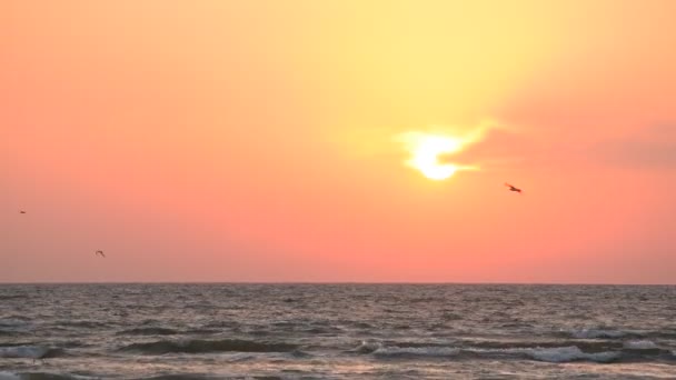Gaivota voa no fundo do sol nascente sobre o mar — Vídeo de Stock