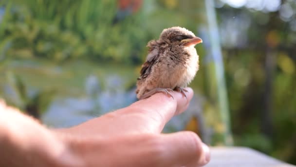 Unfledged pták sedící na lidské ruce venku. — Stock video