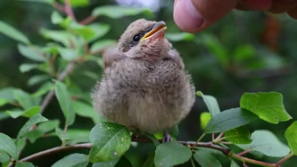 Hand eines Menschen, der Weißkehlchen im Freien füttert — Stockvideo