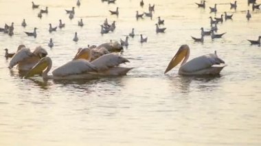 Pelikan ve balıkçılık ve avcılık birlikte denizde martılar