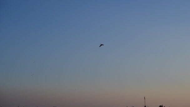 Gran pelícano blanco vuela en el cielo azul claro — Vídeo de stock