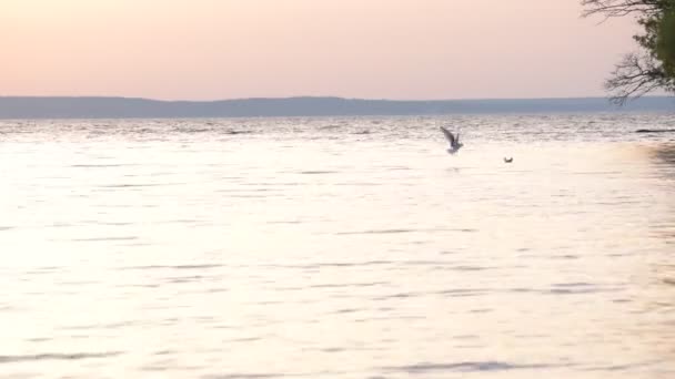Seagulls hunting on river at dusk diving into water — Stock Video