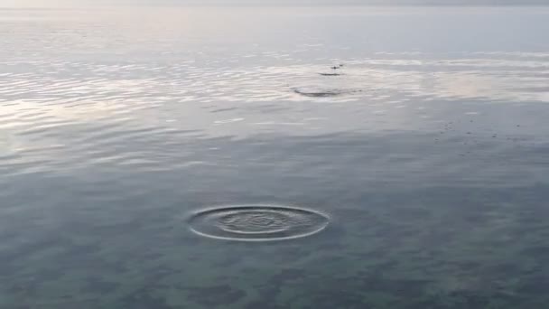 Piedra saltada en superficie de agua lisa — Vídeos de Stock
