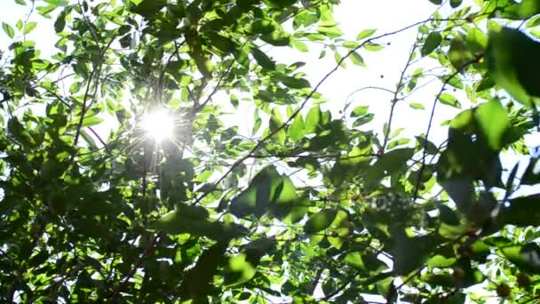 Brilhante luz do sol com raios de sol vindo através de folhagem verde — Vídeo de Stock