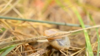 Salyangoz sarmal onun kabuğundan gelip taramaya başladı