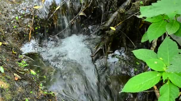 Pequena cachoeira em rio minúsculo com água clara — Vídeo de Stock