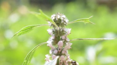 Çiçekli motherwort üzerine bir arı ile