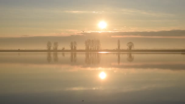 Dos pájaros vuelan sobre el agua uno hacia el otro Imágenes de stock libres de derechos