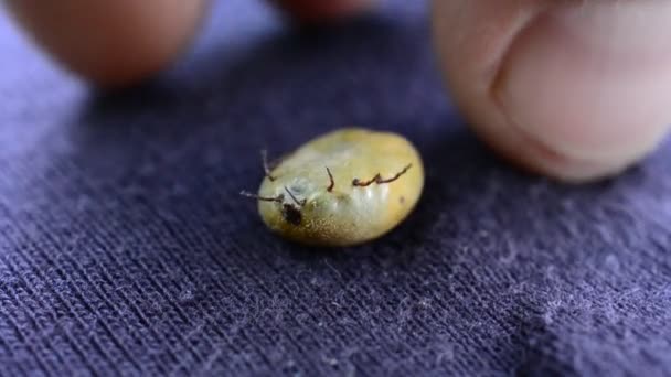 Doigts humains touchant une tique dure engorgée 