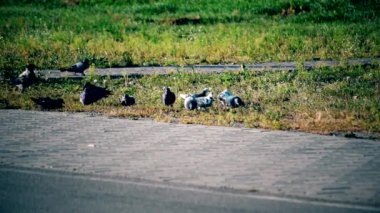 Çim kaldırım yakınındaki yiyecek arama güvercin yakınındaki karga ashramın.