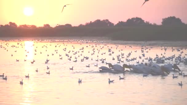 Wielkie białe pelikany żerowania na wodzie z wielu mewy — Wideo stockowe