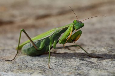 dua eden peygamber devesi Merhaba