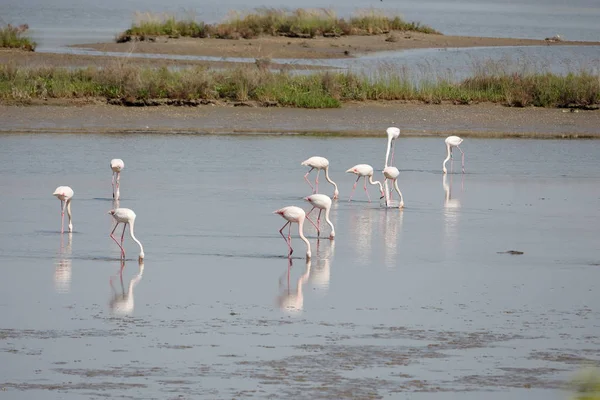 pembe flamingo adlı Comacchio'nın Tuzla