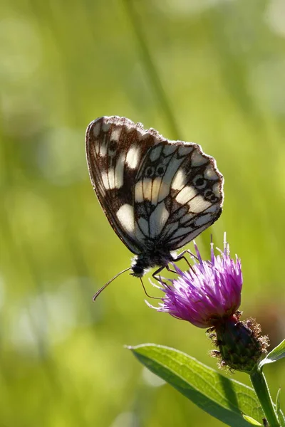 Güneş melanargia galathea üzerinde besleme buttefrly