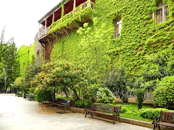 O edifício é hera. Parede verde de hera na cidade. Zona de descanso com bancos perto da casa, que é coberta com hera. Hera cresce na parede — Fotografia de Stock