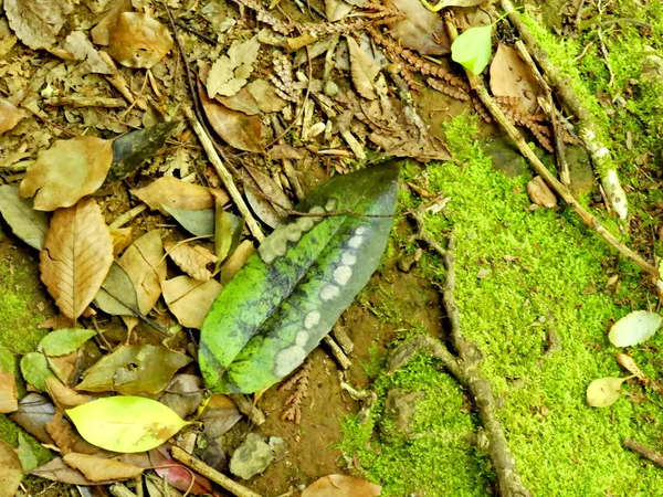 Kleurrijke bladeren en mos op de grond — Stockfoto