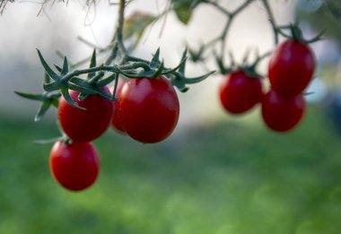 Domatesler resmi kapatır