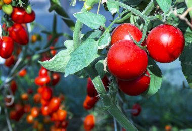 Bahçede domatesler, sebze bahçesi ve kırmızı domates..