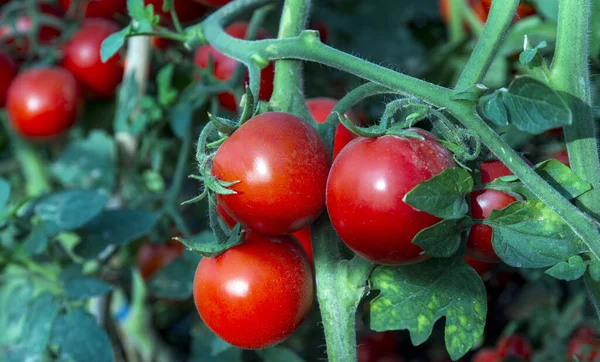 Tomatoes in the garden, Vegetable garden with plants of red tomatoes.