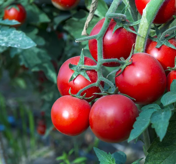 Tomatoes in the garden, Vegetable garden with plants of red tomatoes.