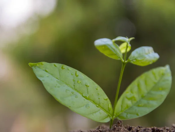 Seed Tree Planting Small Plant Pile Soil Green Bokeh Background — Stock Photo, Image