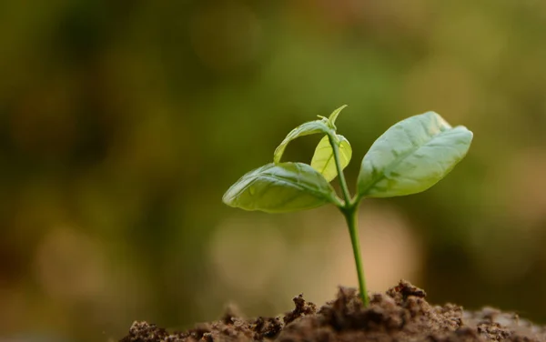 Seed Tree Planting Small Plant Pile Soil Green Bokeh Background — Stock Photo, Image