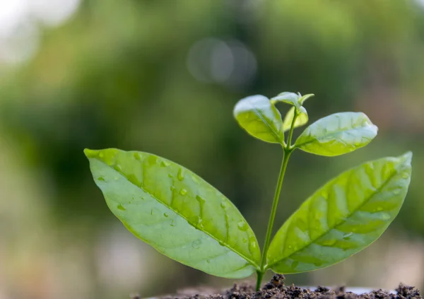 Seed Tree Planting Small Plant Pile Soil Green Bokeh Background — Stock Photo, Image