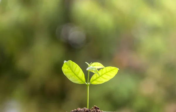 Seed Tree Planting Small Plant Pile Soil Green Bokeh Background — Stock Photo, Image