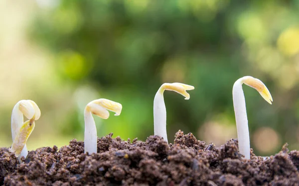 Seed Tree Seeding Plant Seed Growing Concept Agriculture Plant Seeding — Stock Photo, Image