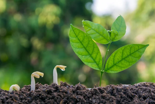 Seed Tree Seeding Plant Seed Growing Concept Agriculture Plant Seeding — Stock Photo, Image