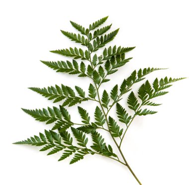 Beyaz arkaplanda yeşil eğreltiotu yaprağı izole