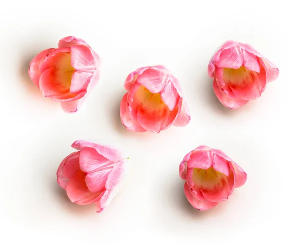 Hermosos tulipanes rosados de primavera sobre fondo blanco — Foto de Stock