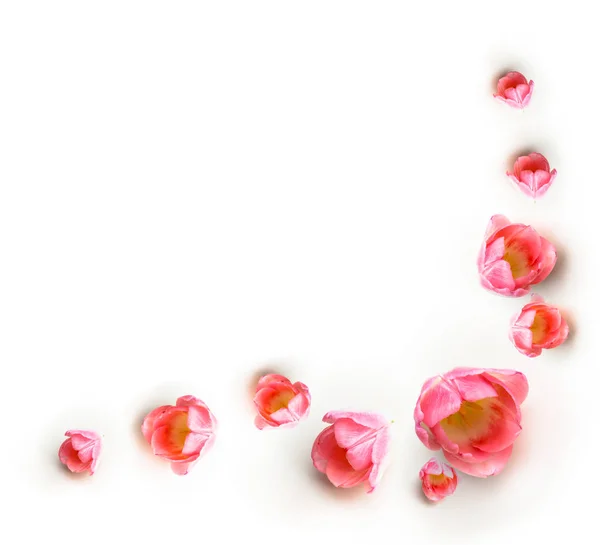 Hermosos tulipanes rosados de primavera sobre fondo blanco — Foto de Stock