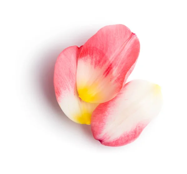 Pétalos de tulipán rosa sobre fondo blanco con sombras — Foto de Stock