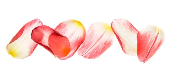 Seis pétalos de un tulipán rosa en el tragaluz . — Foto de Stock