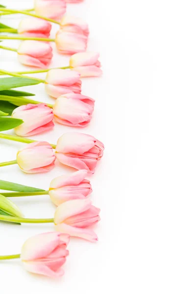 Grupo de flores tulipanes rosados sobre un fondo blanco. Panorama. Paisaje primavera — Foto de Stock