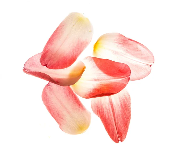 Seis pétalos de un tulipán rosa en el tragaluz . — Foto de Stock