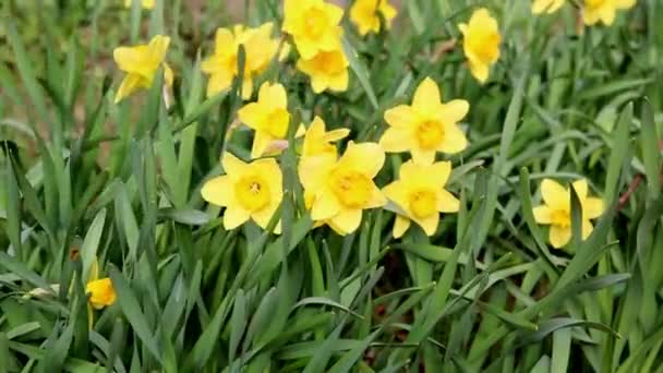 Gelbe Narzissen in einem Frühlingsfeld — Stockvideo