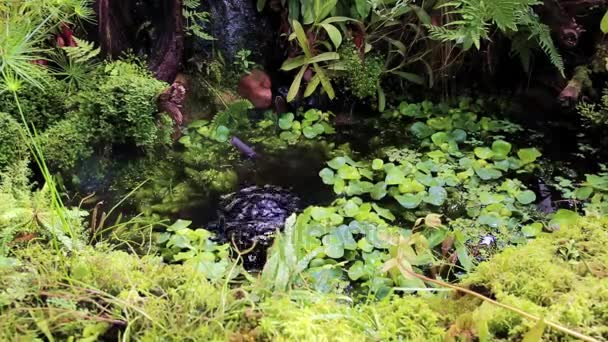 Тропический сад с прудом . — стоковое видео