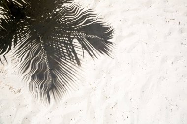 Palmiye ağaçları dökme gölgeler yumuşak altın kum uzak tropikal ada Beach Dominicana Cumhuriyeti