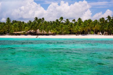 Palms coastline on caribbean beach, Island Saona