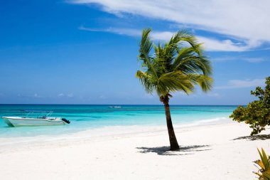 Beyaz kumlu plajda Hindistan cevizi palmiye ağacı, Dominik Cumhuriyeti.
